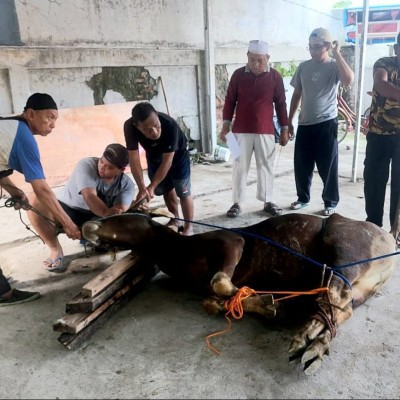 Jalankan Amanah, KUA Kelapa Gading Adakan Penyembelihan Hewan Qurban