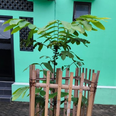 Wujud Nyata Kepedulian Lingkungan: Pohon Matoa Tumbuh Subur di MIN 21 Jakarta