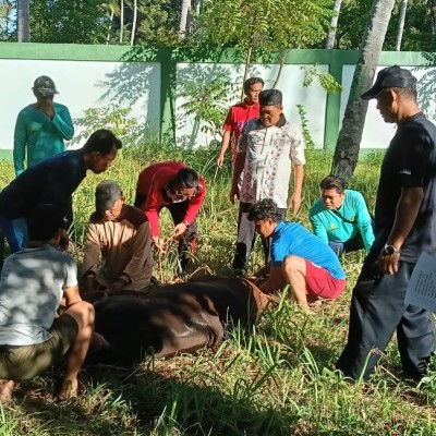 MTsN 26 Kepulauan Seribu Salurkan Hewan Kurban pada Iduladha 1447 Hijriah