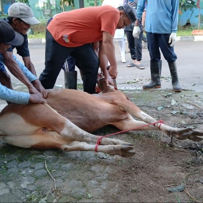 MIN 14 Al-Azhar Asy-Syarif Laksanakan Pemotongan Hewan Qurban Idul Adha 1447 H
