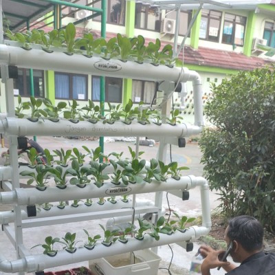 Panen Hidroponik Perkuat Ekoteologi di MIN 12 Jakarta